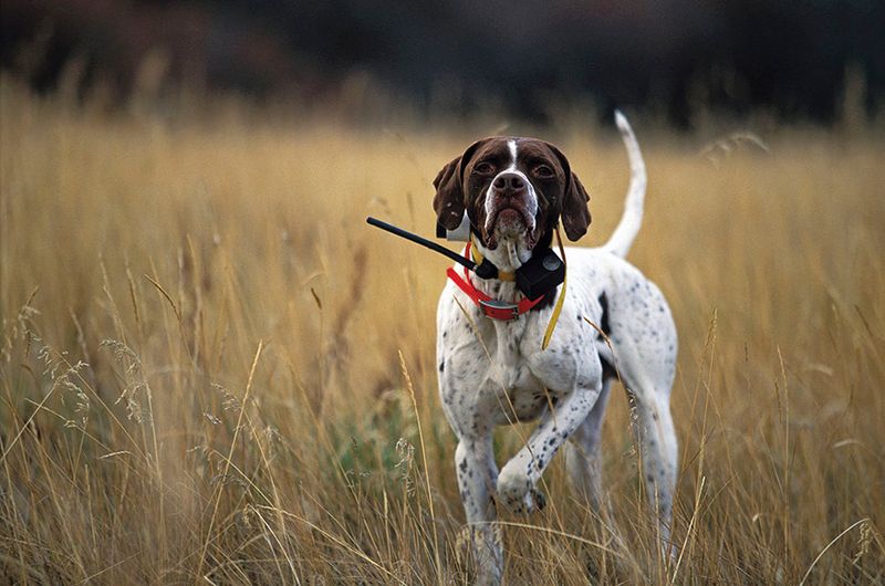English Pointer