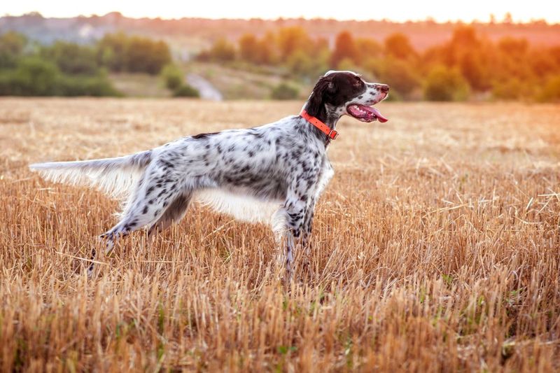 English Setter