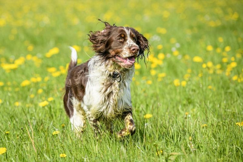 English Springer Spaniel