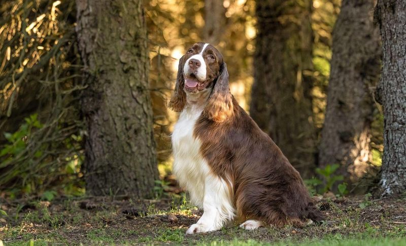 English Springer Spaniel