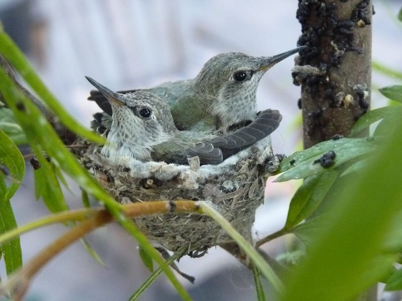 Ensuring Safe Nesting Areas