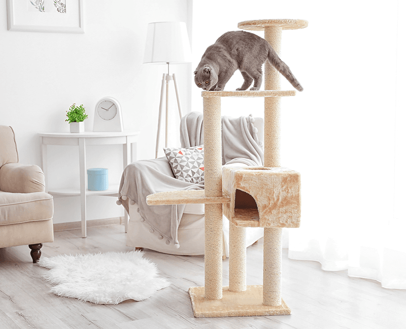 Environmental Enrichment