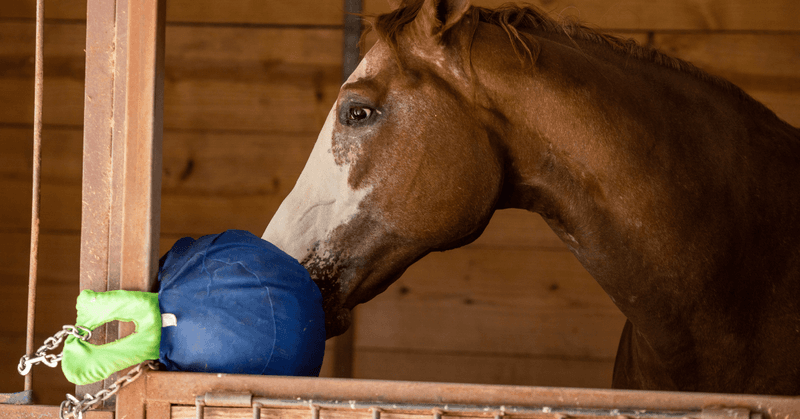 Environmental Enrichment
