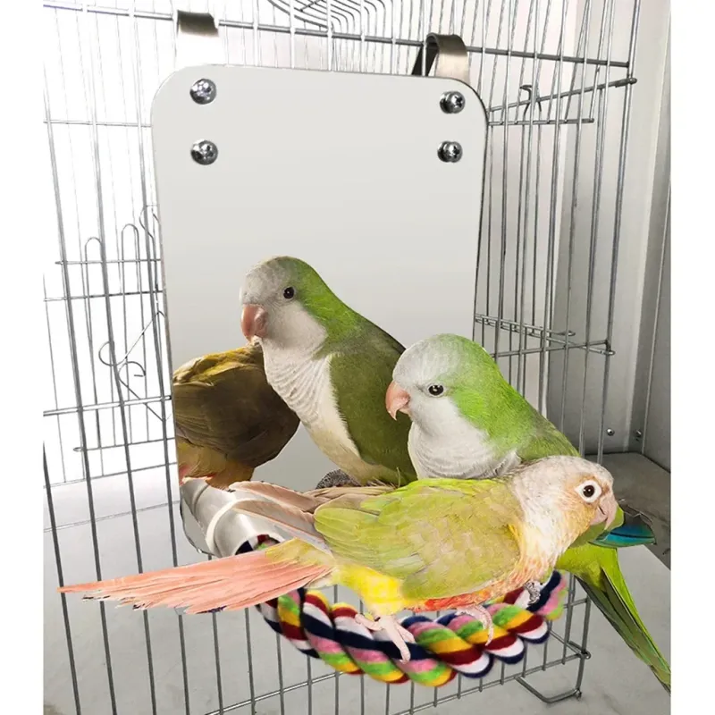 Environmental Enrichment