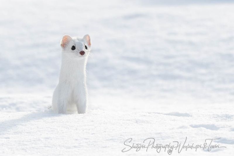 Ermine