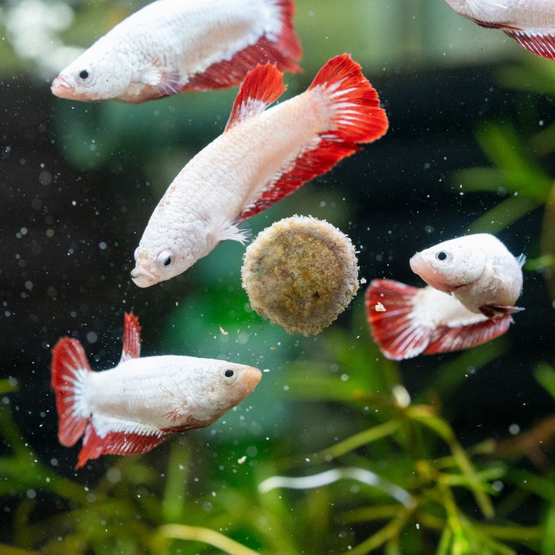 Erratic Swimming Patterns