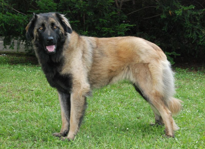 Estrela Mountain Dog