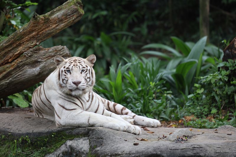 Ethical Concerns in Zoos