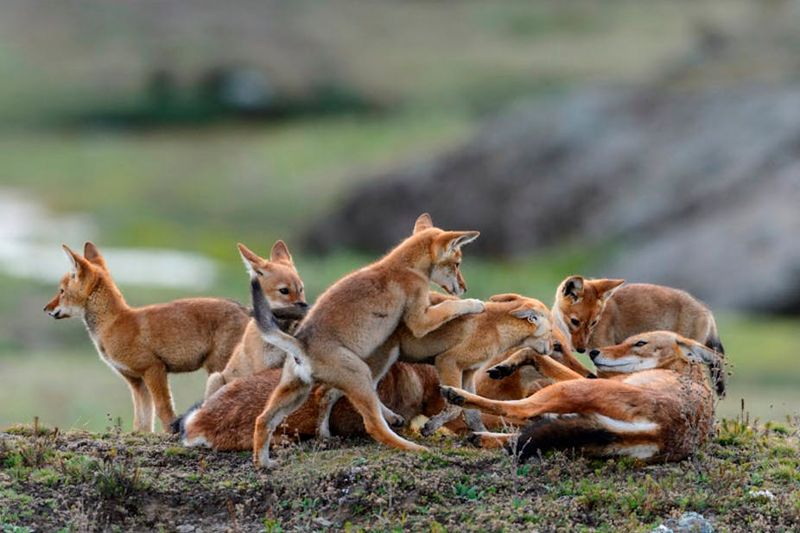 Ethiopia's Highland Wolves