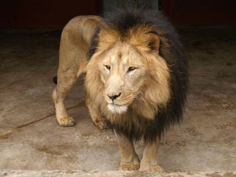 Ethiopian Lion
