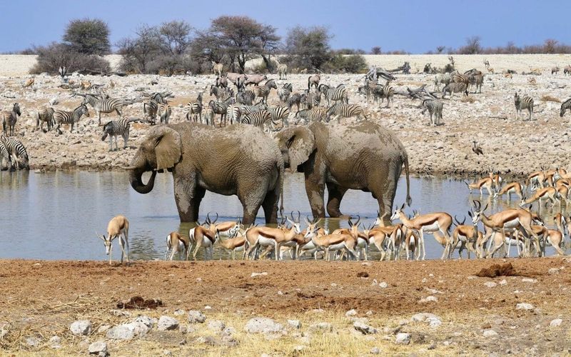 Etosha National Park, Namibia