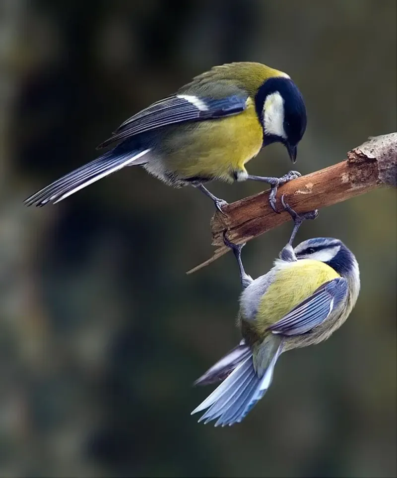 Eurasian Blue Tit