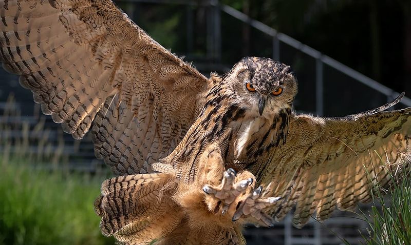 Eurasian Eagle-Owl
