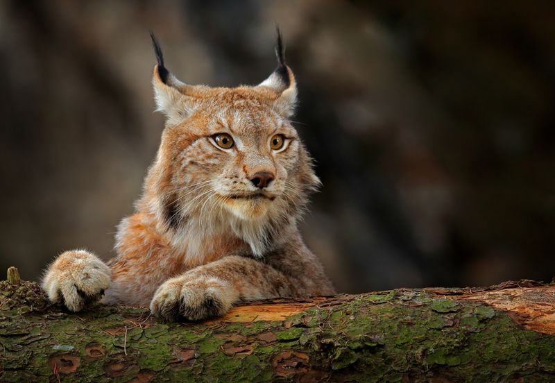 Eurasian Lynx