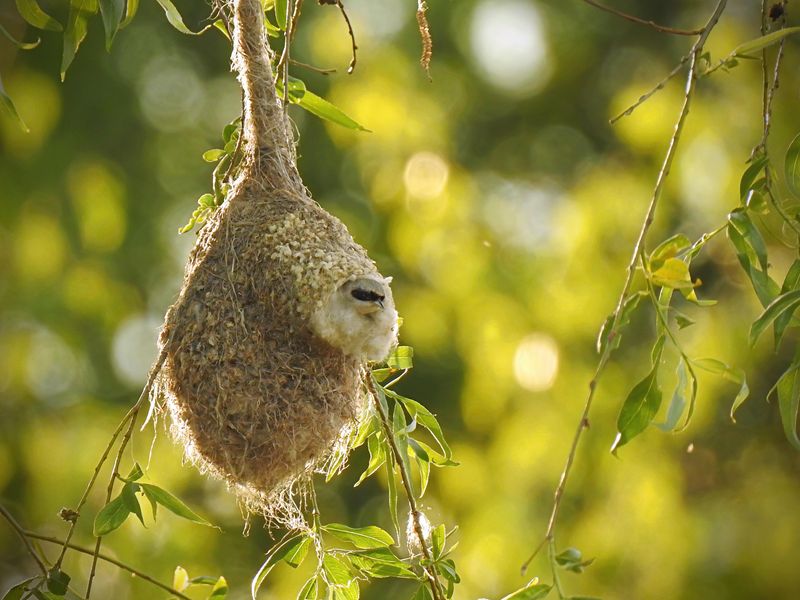 Eurasian Penduline Tit