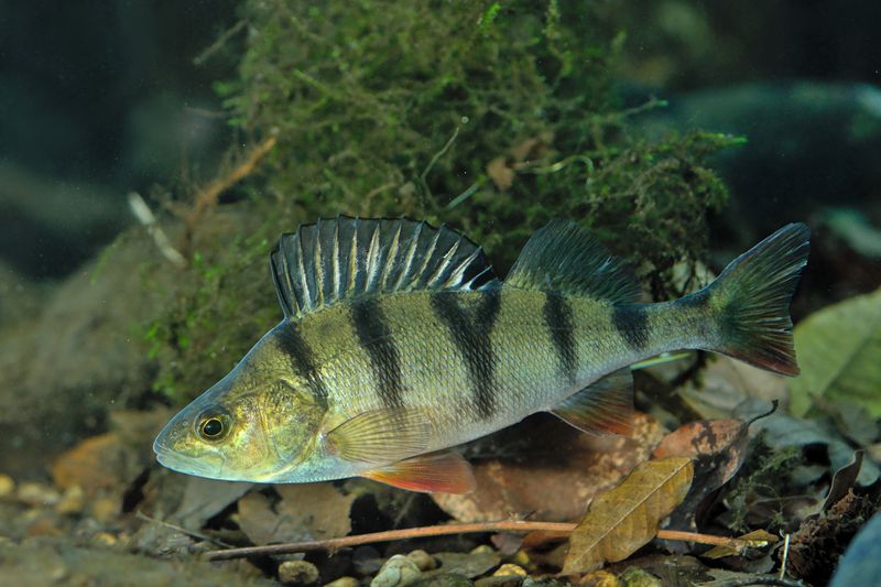 Eurasian Perch