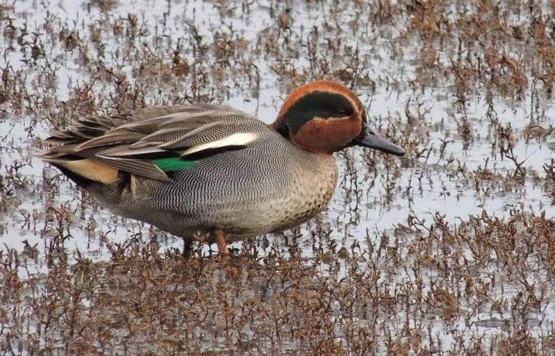 Eurasian Teal