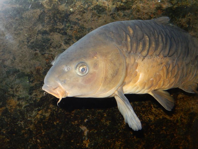 European Carp
