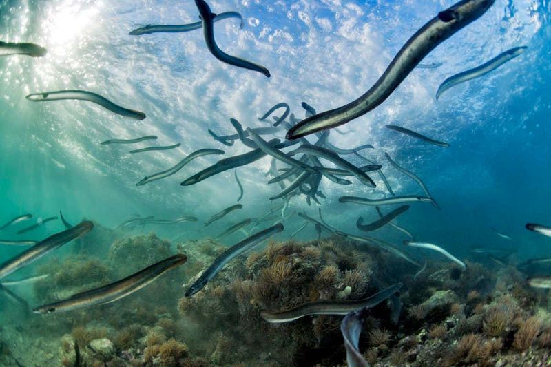 European Eel