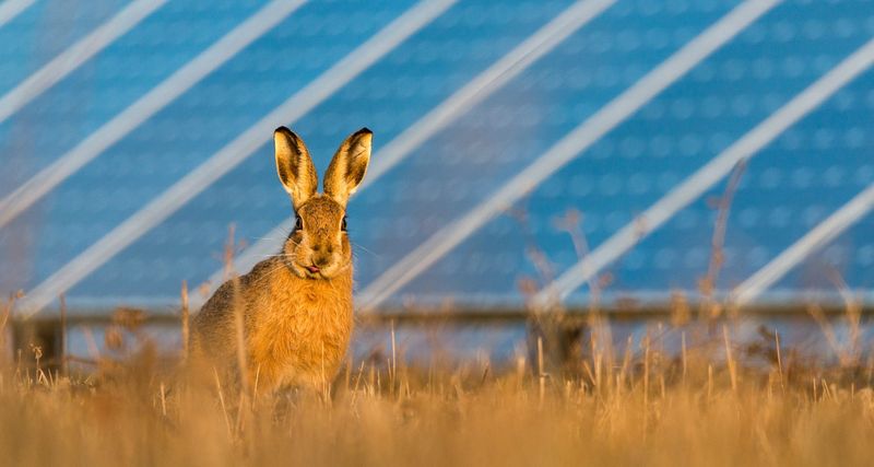 European Hare
