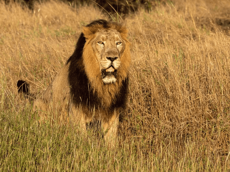 European Lion