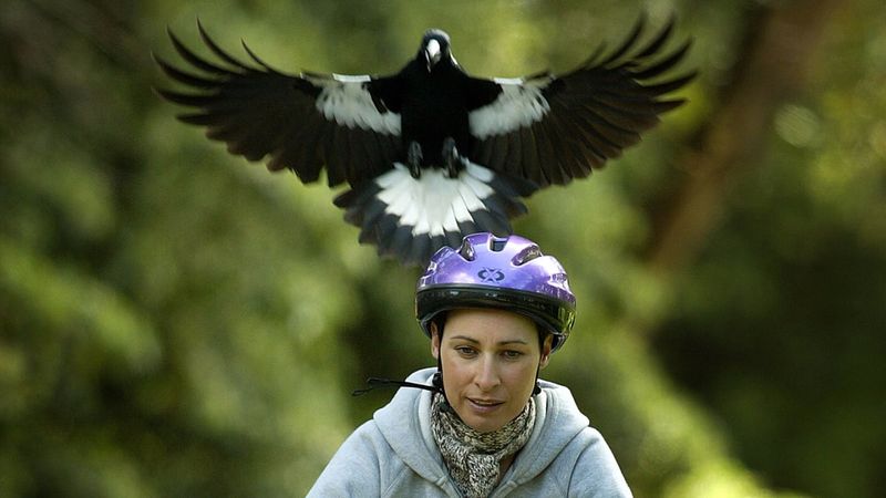 European Magpie