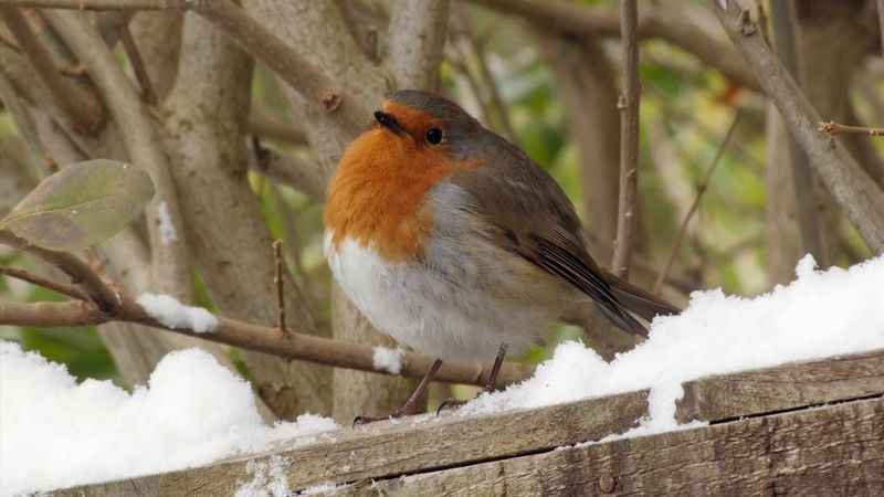European Robin