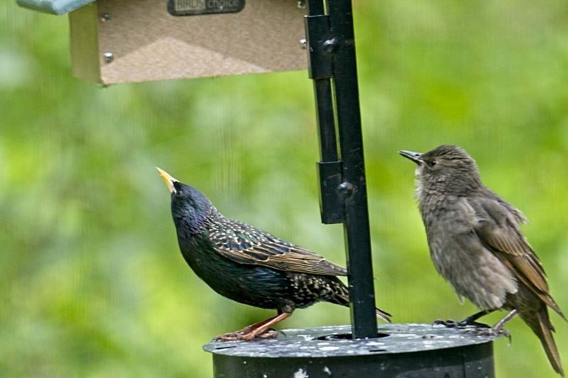 European Starling