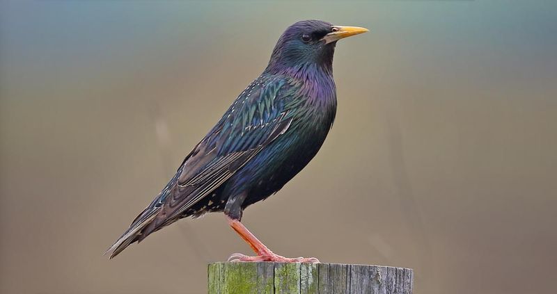 European Starling