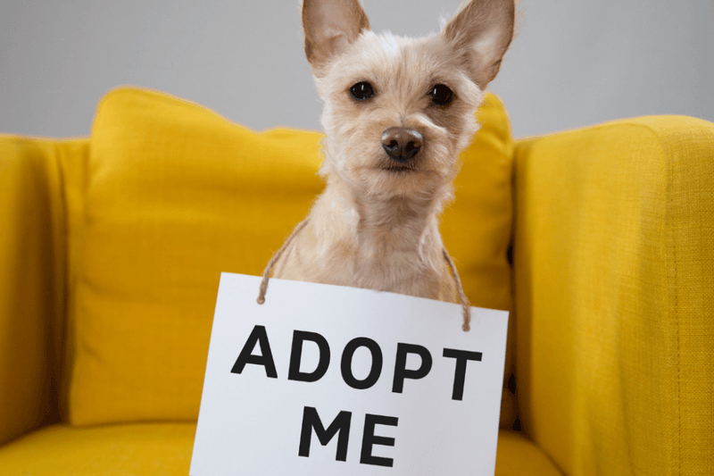 Evaluating New Adoption
