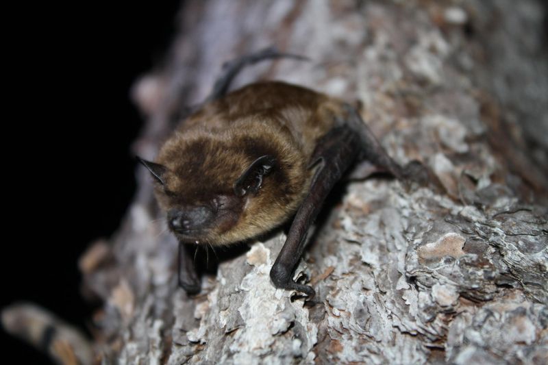 Evening Bat
