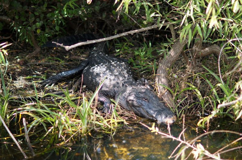 Everglades National Park