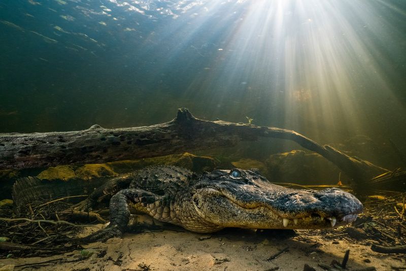 Everglades National Park, Florida