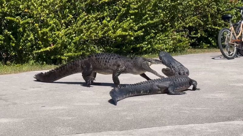 Everglades National Park, USA