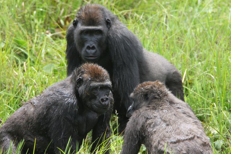 Evolutionary History