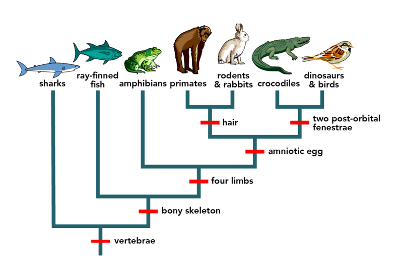 Evolutionary History