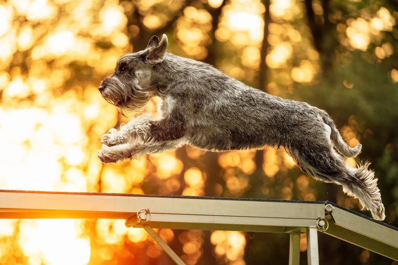 Exceptional Intelligence and Trainability