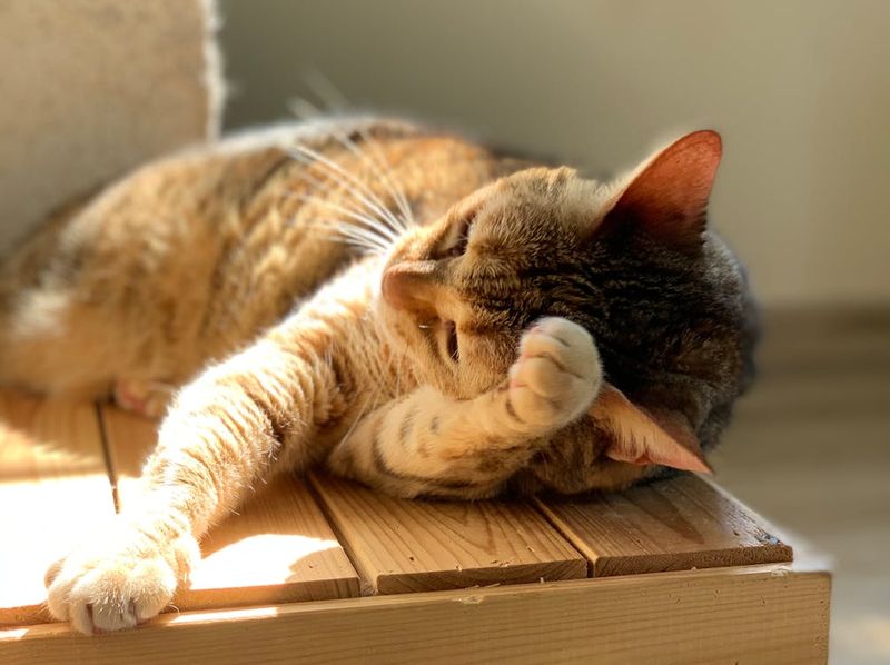 Excessive Grooming