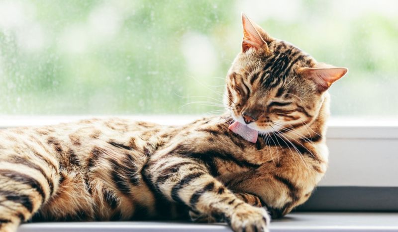 Excessive Grooming