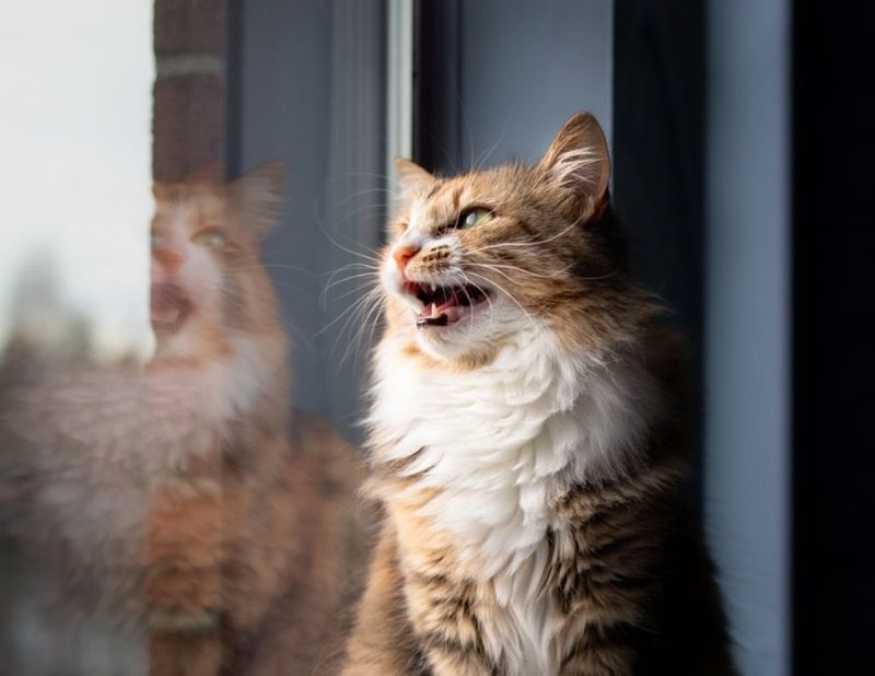 Excessive Meowing