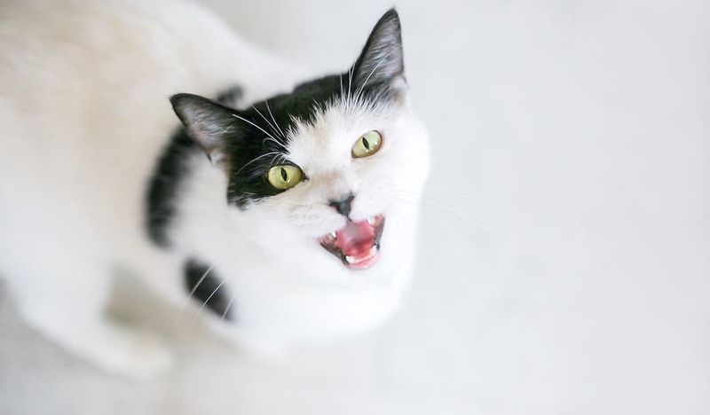 Excessive Meowing