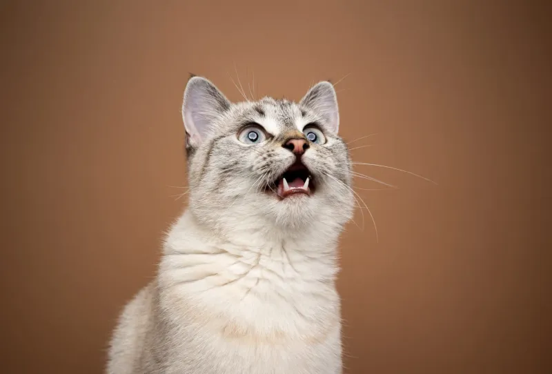 Excessive Meowing