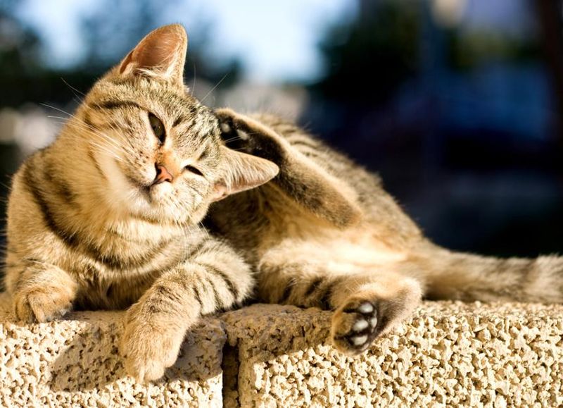 Excessive Scratching or Biting