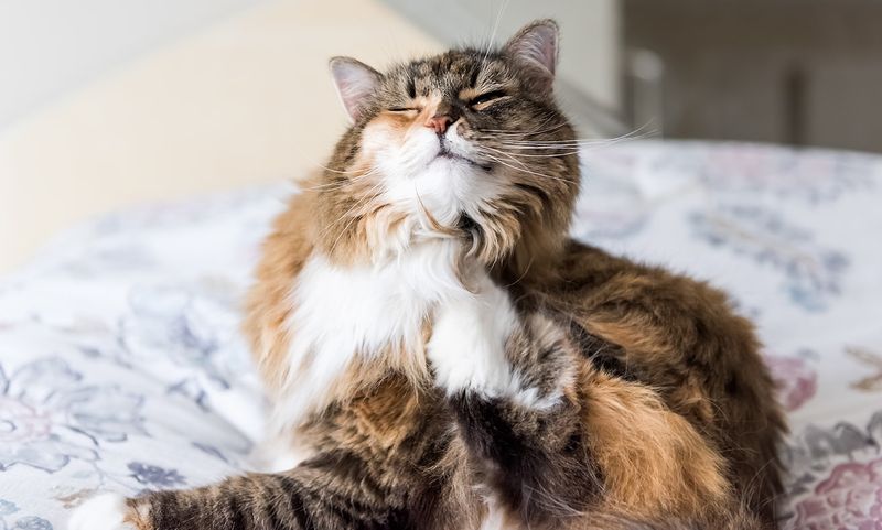 Excessive Scratching