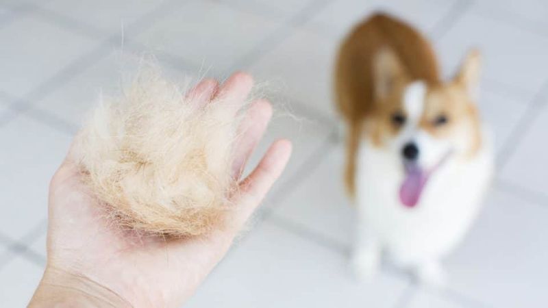 Excessive Shedding