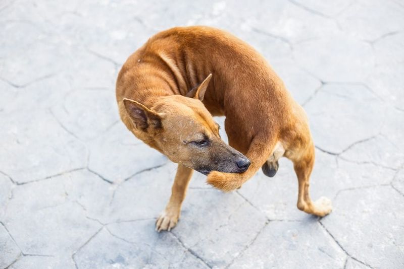 Excessive Tail Chasing