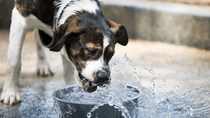 Excessive Thirst
