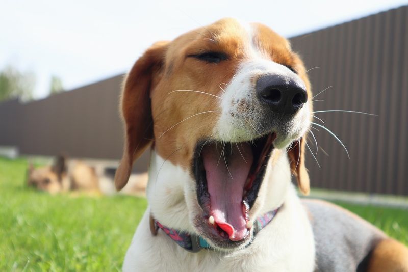 Excessive Yawning