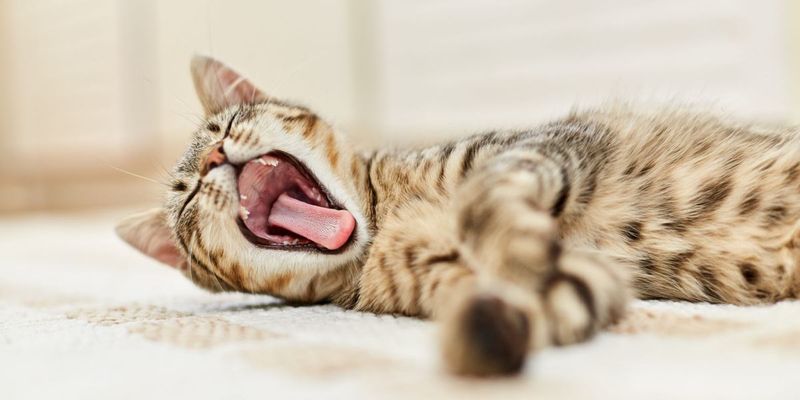 Excessive Yawning