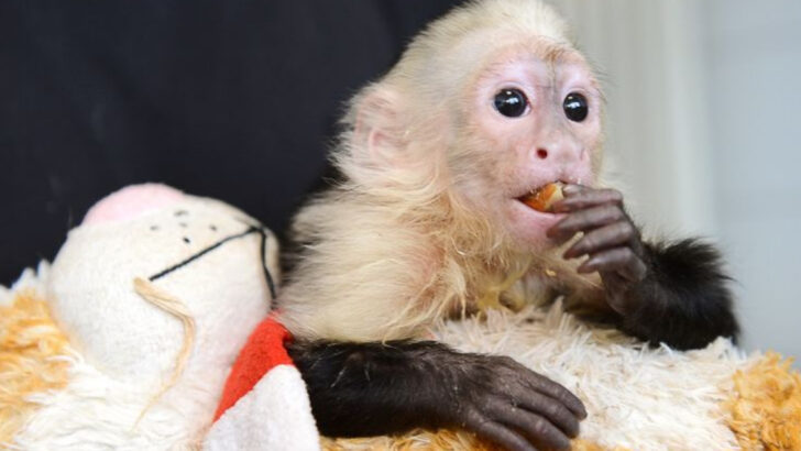 Exotic Pet Species That Were Once Common in American Homes (But Are Now Illegal)